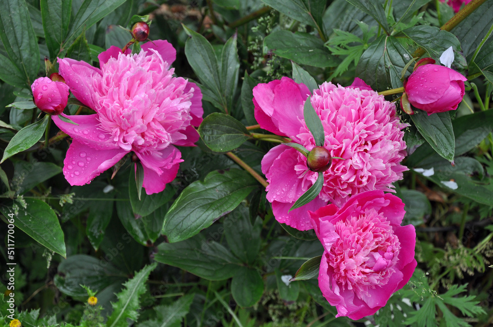 Fototapeta premium Pink peonies floral beauty
