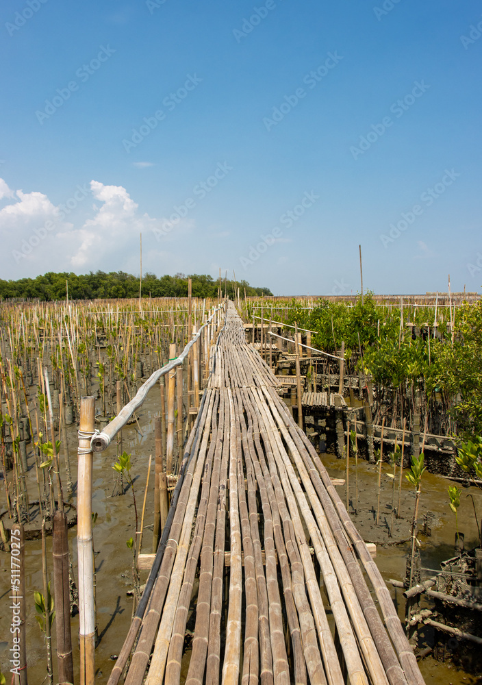 A bamboo footbridge built over the planting mangrove trees on the seashore