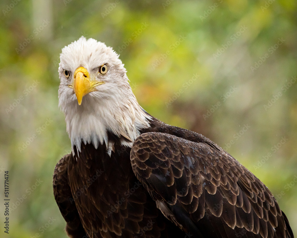 Bald Eagle Bald Eagle