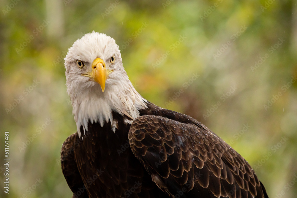 Obraz premium Bald Eagle