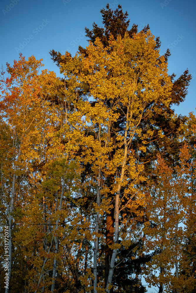 Fototapeta premium Nature Naturaleza