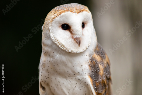 Barn Owl © Andrew