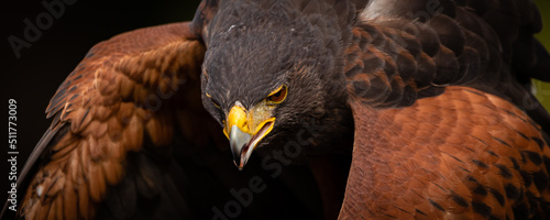 Harris's Hawk