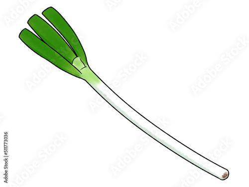 長ネギ 野菜