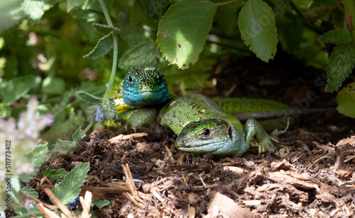 Close-up of a green lizard couple (Lacerta bilineata or Lacerta vivipara, Smaragdeidechse) looking into the camera. Focus on female lizard. Male lizard with its head lifted in blurred background
 photo