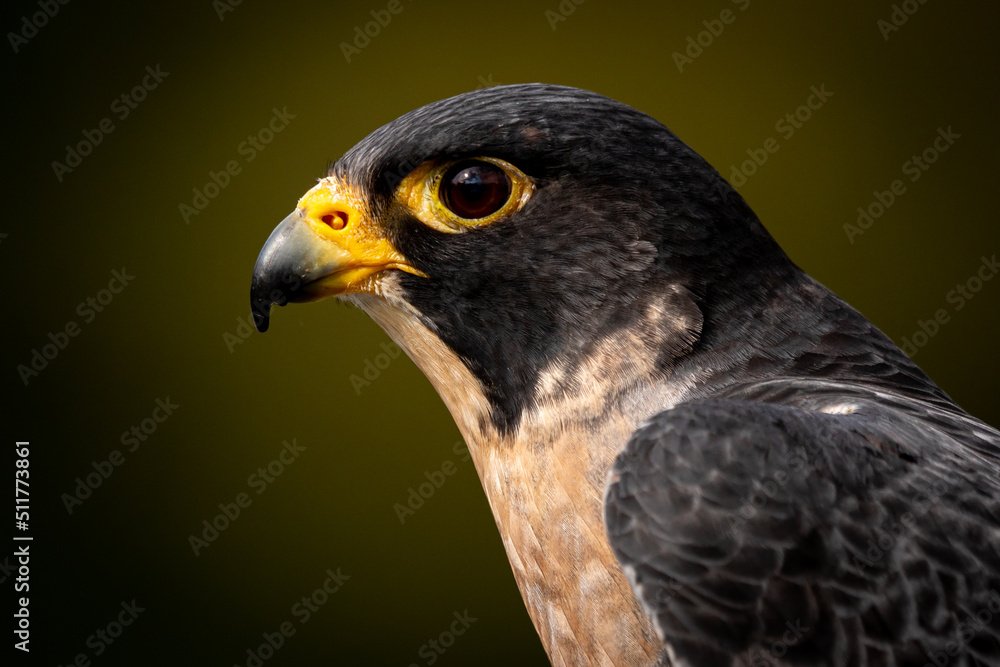 Peregrine Falcon