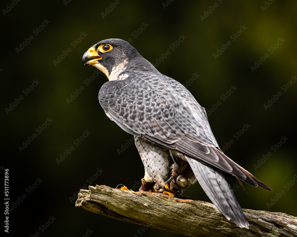 Peregrine Falcon Peregrine Falcon