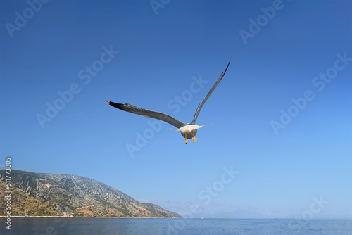 Seagull flying over the Mediterranean