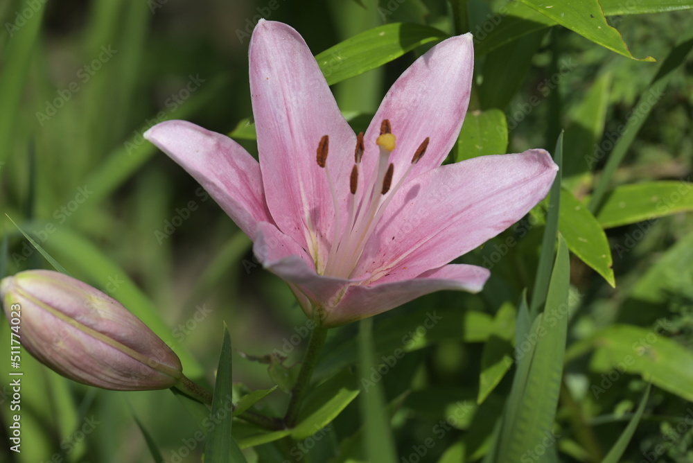Fototapeta premium giglio rosa