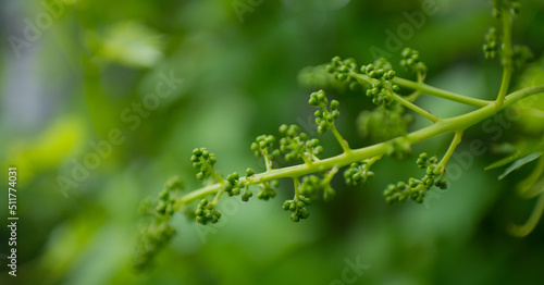 Green bunch of grapes. Caring for a grape bush