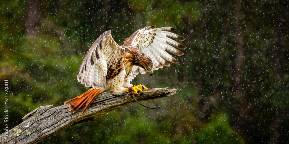 Fototapeta premium Red-tailed Hawk