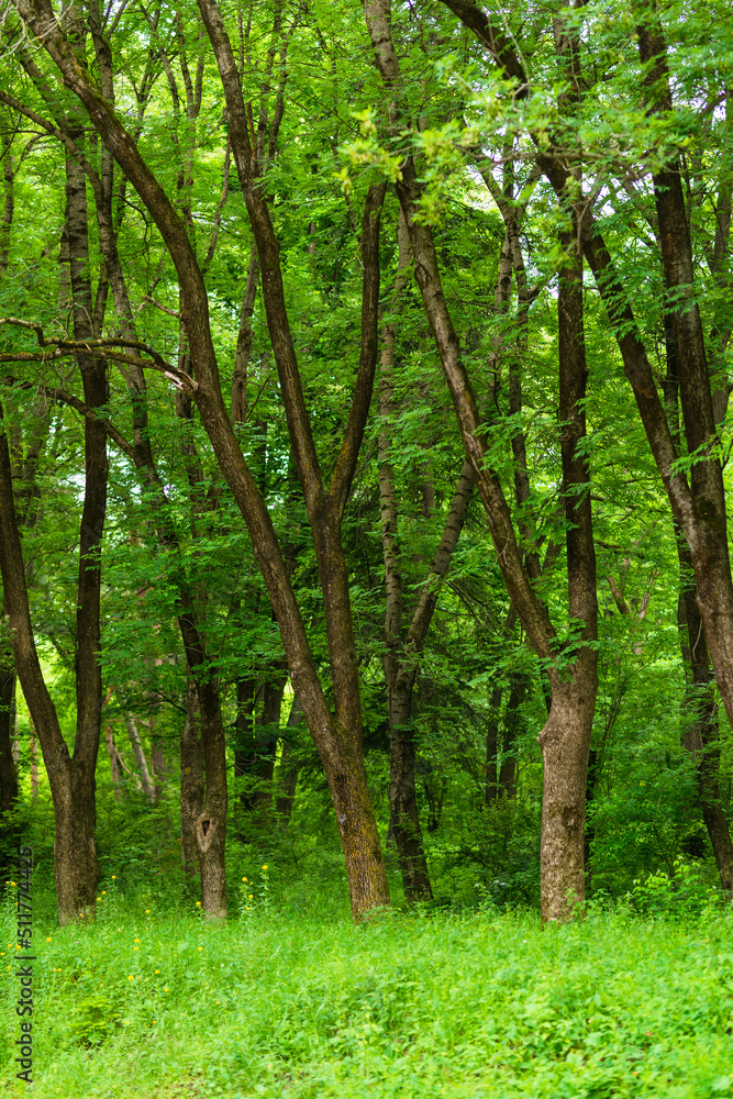 Beautiful trees in the botanical garden, Armenia