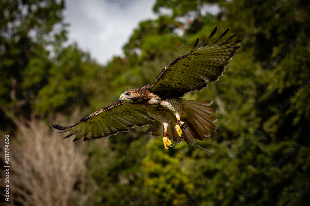 Fototapeta premium Red-tailed Hawk