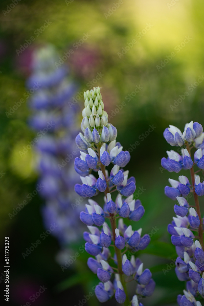 close up of purple and white lupin flower blooming in garden in summer nice evening light bokeh effect in background vertical format room for type or masthead gardening background or magazine cover close up of purple and white lupin flower blooming in garden in summer nice evening light bokeh effect in background vertical format room for type or masthead gardening background or magazine cover