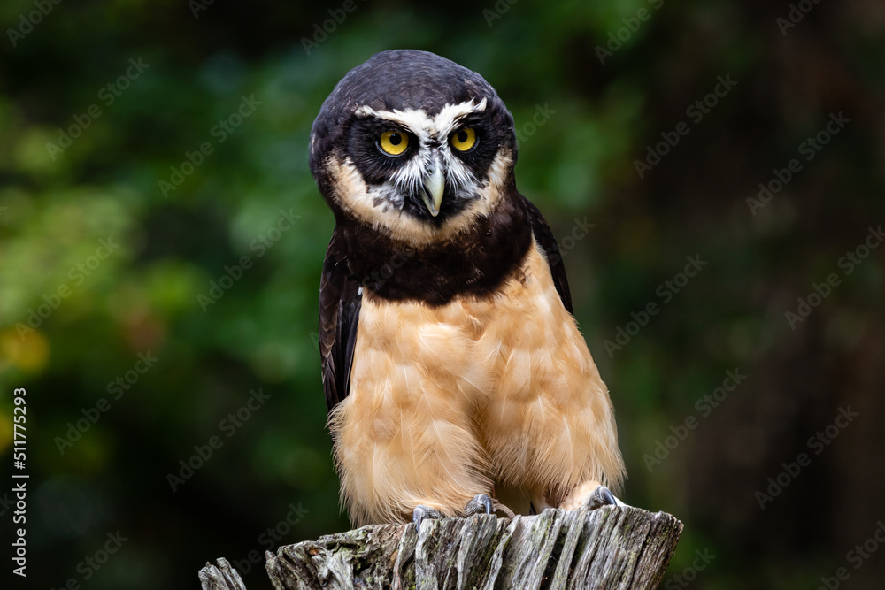 Obraz premium Spectacled Owl