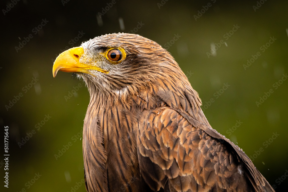 Fototapeta premium Yellow-billed Kite