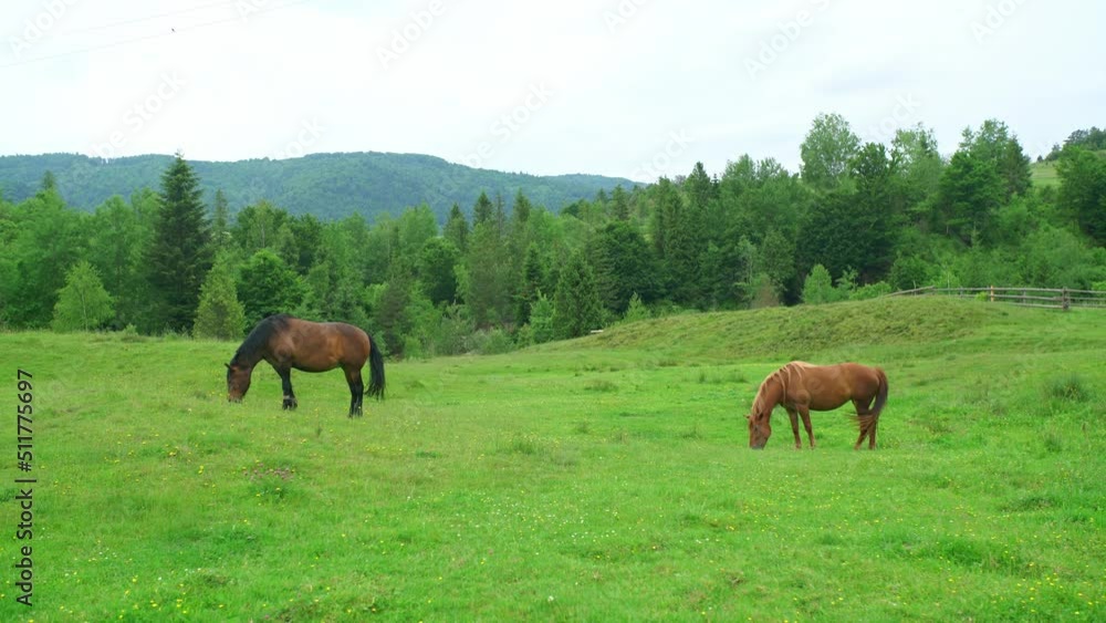 Pair of horses grazing on a green pasture in the mountains. Pair of horses grazing on a green pasture in the mountains.