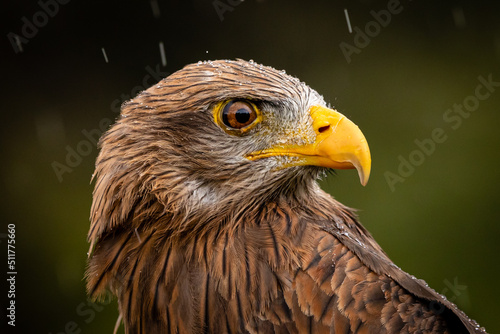 Yellow-billed Kite © Andrew