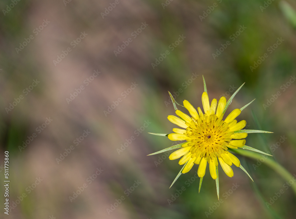 close up of yellow wild flower yellow goat's beard or Tragopogon dubius in full bloom shot in  in rural area of northern Ontario cottage country horizontal format room for type blurred background