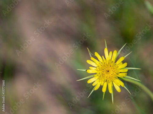 close up of yellow wild flower yellow goat's beard or Tragopogon dubius in full bloom shot in in rural area of northern Ontario cottage country horizontal format room for type blurred background