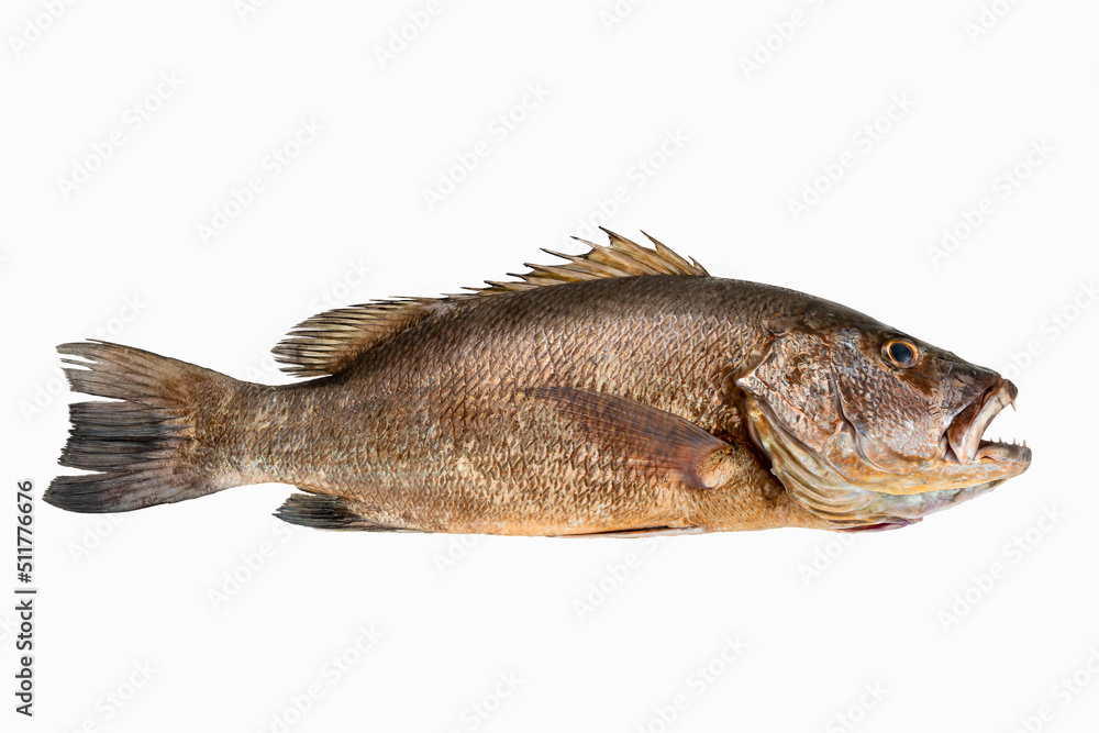 Mangrove gray snapper fish isolated white background full length raw Mangrove gray snapper fish isolated white background full length raw