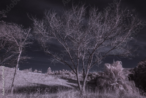 trees in the snow