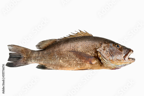 Mangrove gray snapper fish isolated white background full length raw