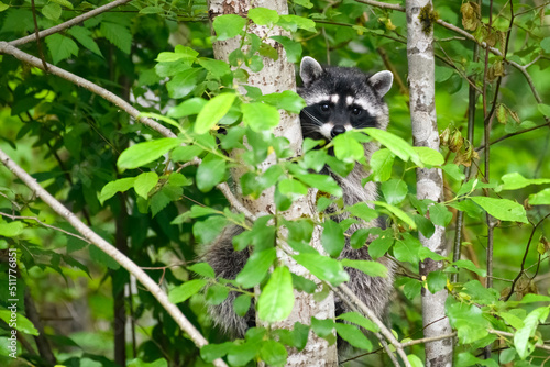 A racoon holds onto a small tree trunck while watching through the green spring leaves photo
