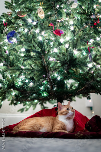 Orange Cat Christmas