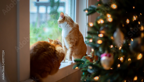 Orange Cat Christmas