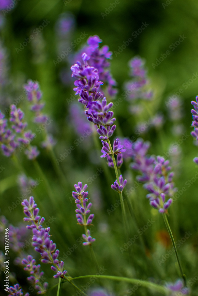 close up of lavender close up of lavender