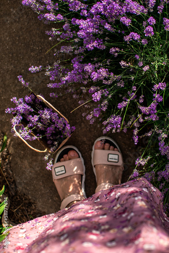 flowers in the garden