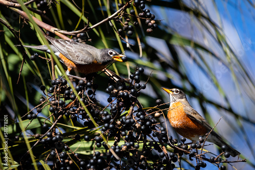 Shore birds, birds in trees and boats in harbor
