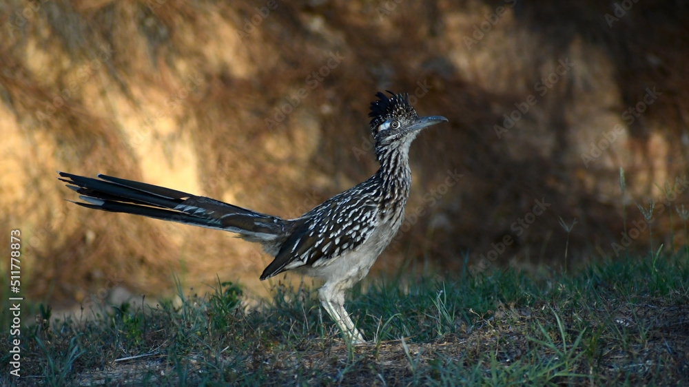 Obraz premium Greater Roadrunner on display in grass