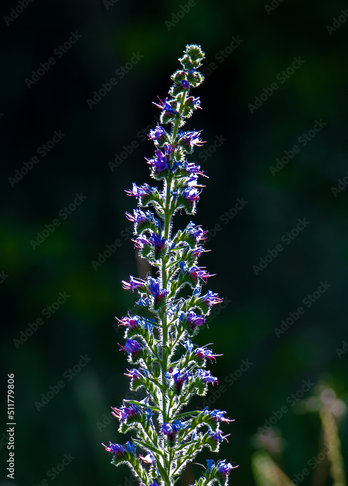 a close-up with an Echium vulgare flower a close-up with an Echium vulgare flower