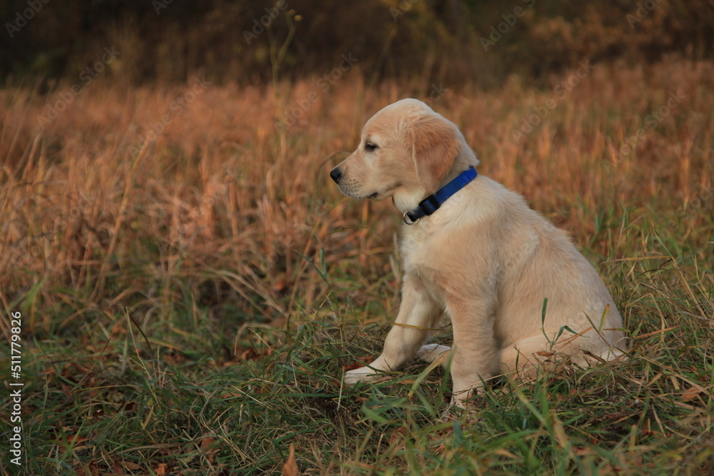 A golden retriever puppy poses in nature in the autumn forest. A gorgeous Labrador sits and looks away. The concept of walking in nature A golden retriever puppy poses in nature in the autumn forest. A gorgeous Labrador sits and looks away. The concept of walking in nature