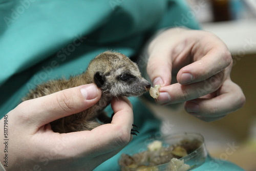 A veterinarian feeds a baby meerkat, which the mother refused. Close-up of manual feeding. © daryakomarova