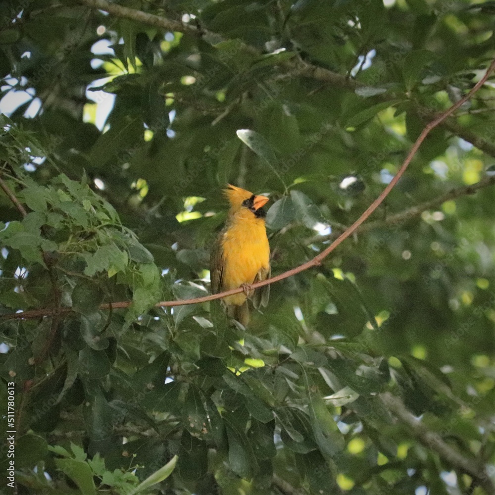 Rare One in a Million Yellow Cardinal Rare One in a Million Yellow Cardinal
