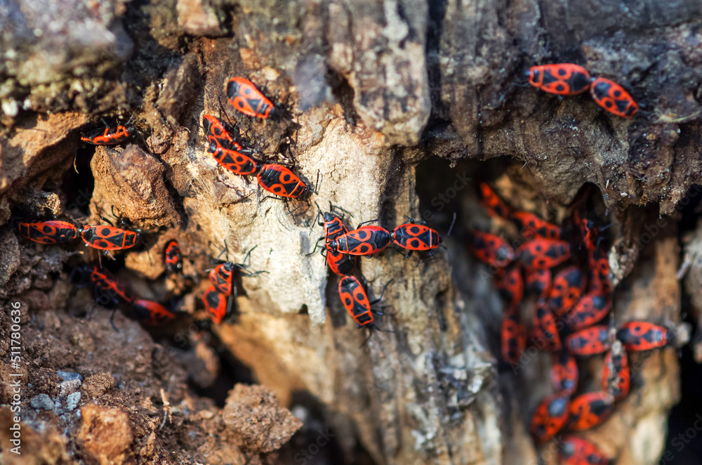 Soldier beetles are sitting on a tree stump. Many red beetles photographed close-up on a wooden stump in spring Soldier beetles are sitting on a tree stump. Many red beetles photographed close-up on a wooden stump in spring