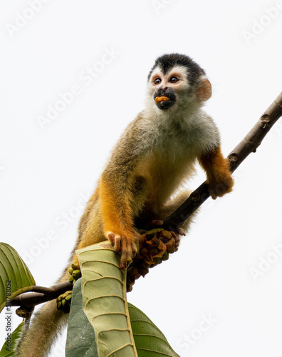 Photography Squirrel Monkey