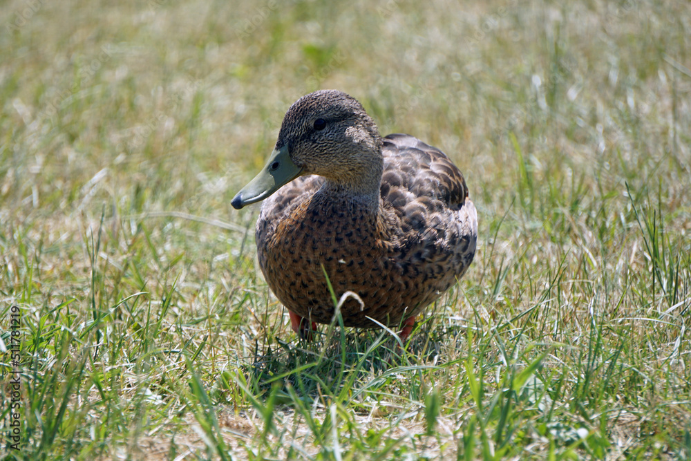 Fototapeta premium Brown mallard duck walking on grass