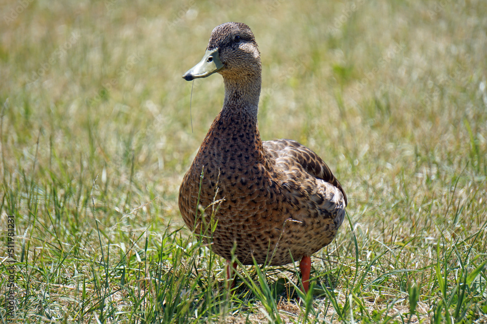 Brown mallard duck walking on grass Brown mallard duck walking on grass