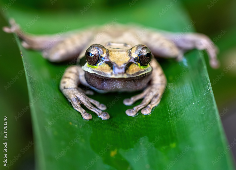 Obraz premium Frog on a leaf