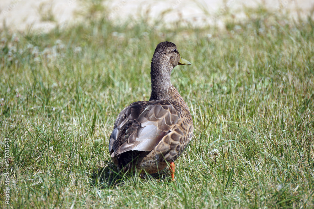 Brown mallard duck walking on grass Brown mallard duck walking on grass
