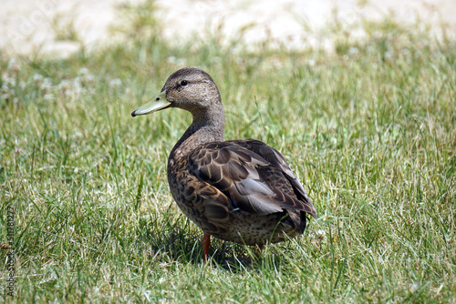 Brown mallard duck walking on grass