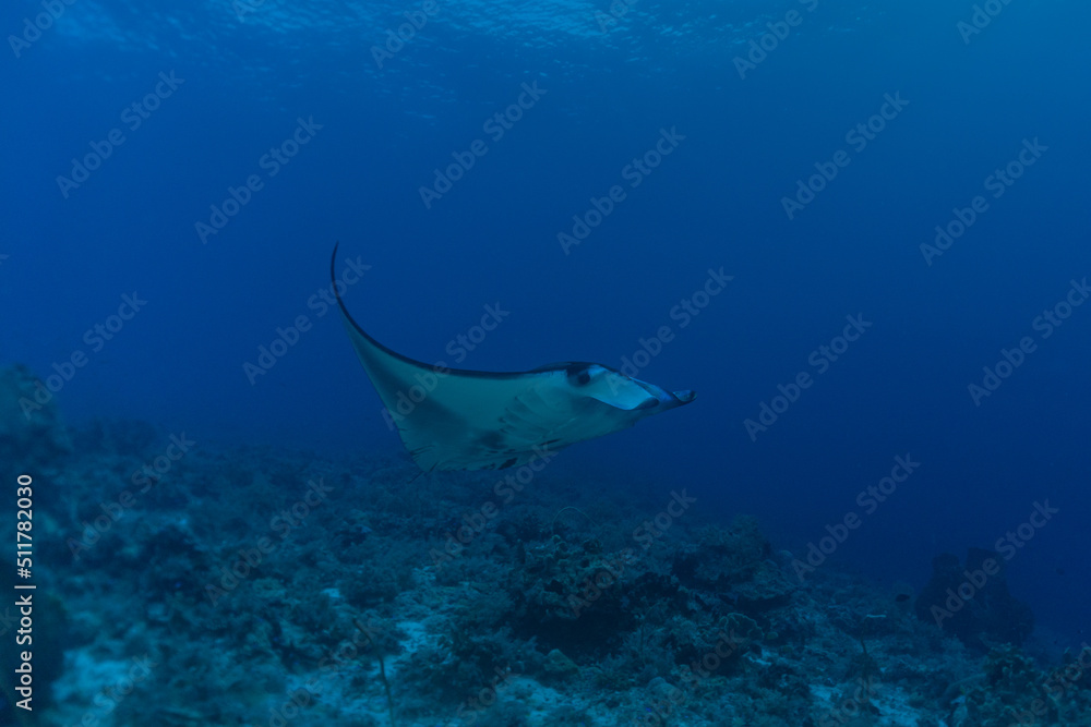 Fototapeta premium Manta Rays swim at the Tubbataha Reefs Philippines Amazing animal 