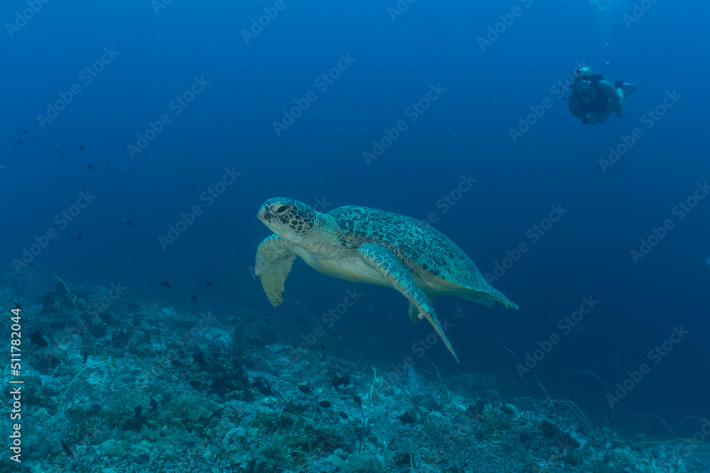 Fototapeta premium Hawksbill sea turtle at the Tubbataha Reefs Philippines