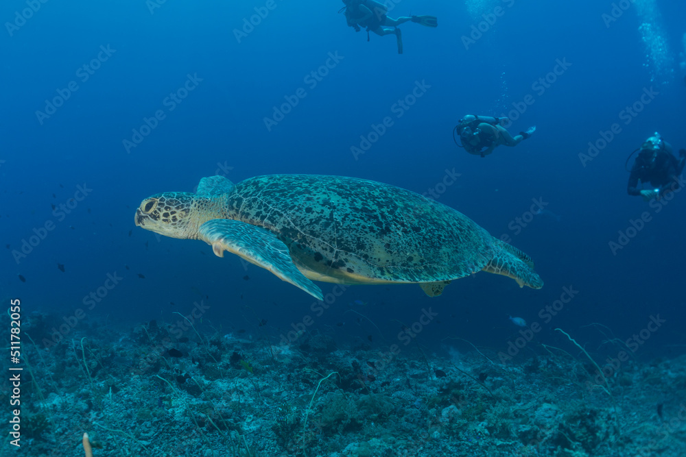 Fototapeta premium Hawksbill sea turtle at the Tubbataha Reefs Philippines