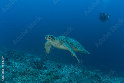 Hawksbill sea turtle at the Tubbataha Reefs Philippines