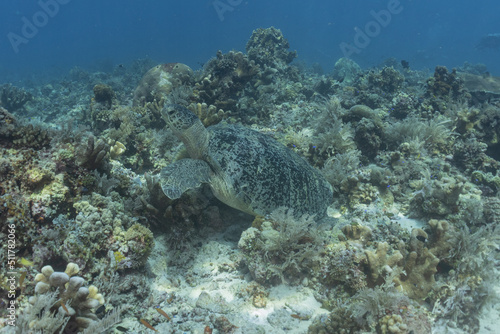 Hawksbill sea turtle at the Tubbataha Reefs Philippines